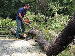 How Our Tree Care Process Works  in  Montecito, CA